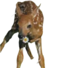 🦌 Эмодзи «Deers» для Telegram