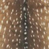 🦌 Эмодзи «Deers» для Telegram