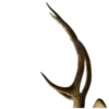 🦌 Эмодзи «Deers» для Telegram