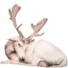 🦌 Эмодзи «Deers» для Telegram