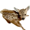 🦌 Эмодзи «Deers» для Telegram