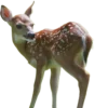 🦌 Эмодзи «Deers» для Telegram