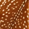 🦌 Эмодзи «Deers» для Telegram