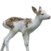 🦌 Эмодзи «Deers» для Telegram