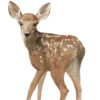 🦌 Эмодзи «Deers» для Telegram