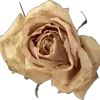 🌟 Эмодзи «Licretttttt» для Telegram