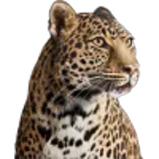 🤩 Эмодзи «Lion» для Telegram