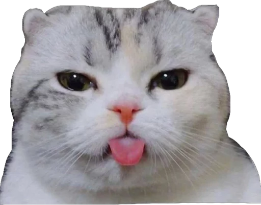 Derp