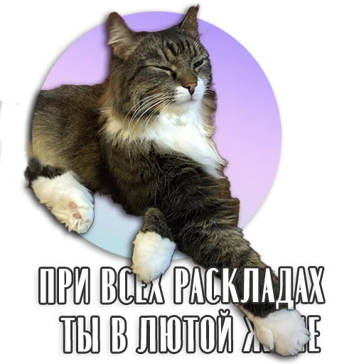 🙀 Стикер «Таро Пак» для Telegram