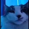 🪩 Эмодзи «Дичь» для Telegram
