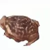 🐸 Эмодзи «Дичь» для Telegram