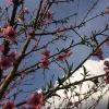 🐇 Эмодзи «different spring» для Telegram