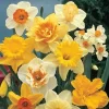 🐇 Эмодзи «different spring» для Telegram
