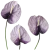 🐇 Эмодзи «different spring» для Telegram