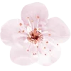 🐇 Эмодзи «different spring» для Telegram