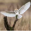 🐇 Эмодзи «different spring» для Telegram