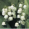 Эмодзи different spring для Telegram — скачать
