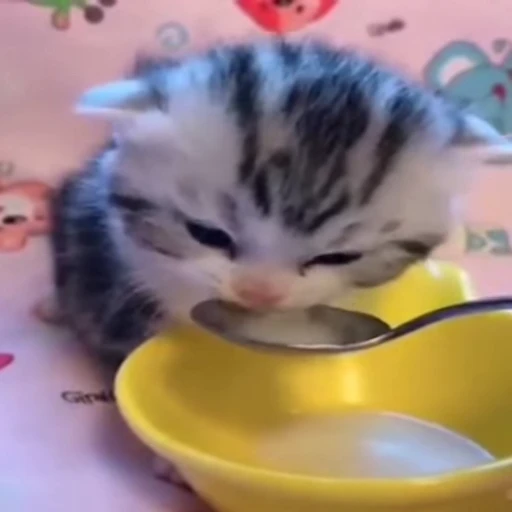 😺 Стикер «Different memes» для Telegram