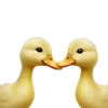 🦆 Эмодзи «Маришкин Пак» для Telegram