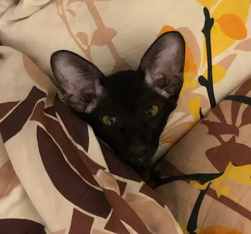 🤗 Стикер «DON Cat» для Telegram