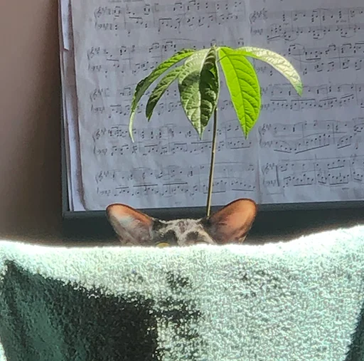 😶 Стикер «DON Cat» для Telegram