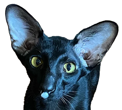 🙃 Стикер «DON Cat» для Telegram