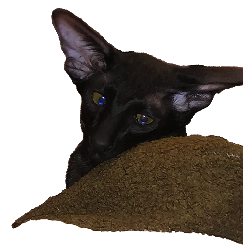 🥺 Стикер «DON Cat» для Telegram