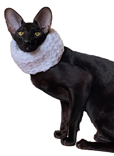 🤒 Стикер «DON Cat» для Telegram