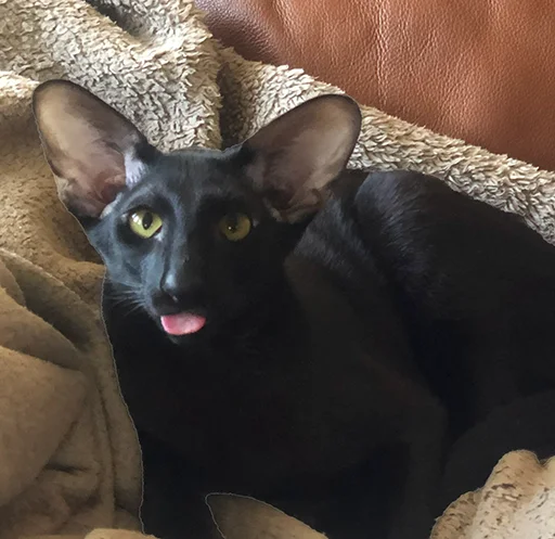 😝 Стикер «DON Cat» для Telegram
