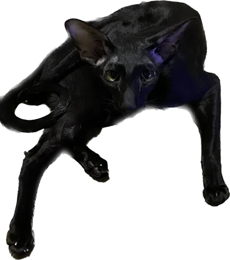 🕷️ Стикер «DON Cat» для Telegram