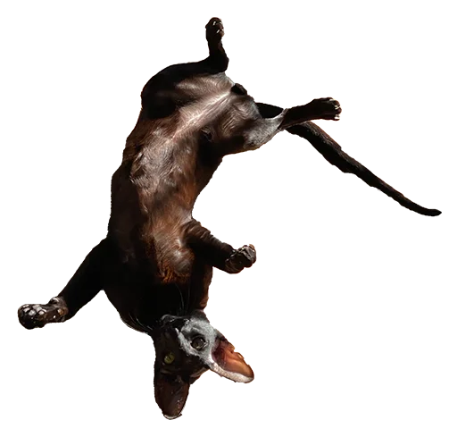 🥳 Стикер «DON Cat» для Telegram