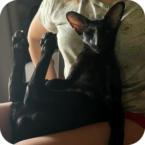 🫥 Стикер «DON Cat» для Telegram