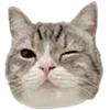 🐈 Эмодзи «dive» для Telegram