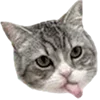 🐈 Эмодзи «dive» для Telegram