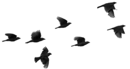 〰 Стикер «Divisores (20ePoucosAnos)» для Telegram