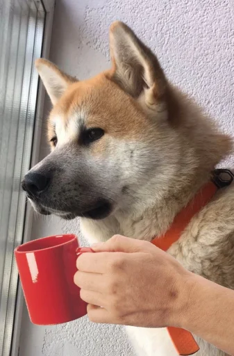 ☕️ Стикер «Для важливих перемовин» для Telegram