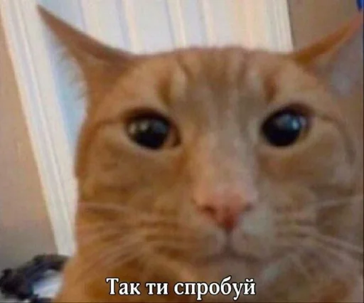 🐱 Стикер «Для важливих перемовин» для Telegram