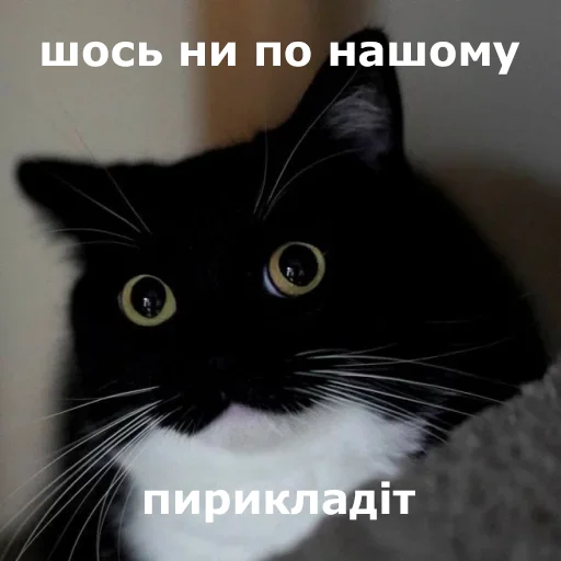 🤨 Стикер «Для важливих перемовин» для Telegram