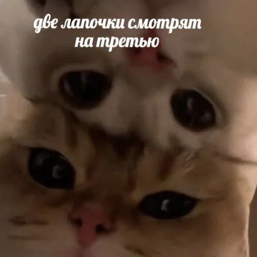 😀 Стикер «Дмитрий» для Telegram