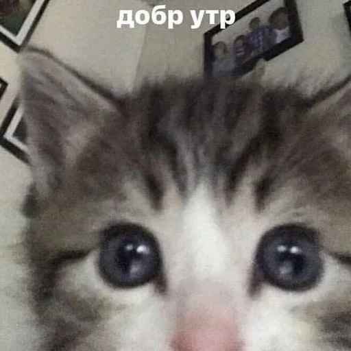 😀 Стикер «Дмитрий» для Telegram