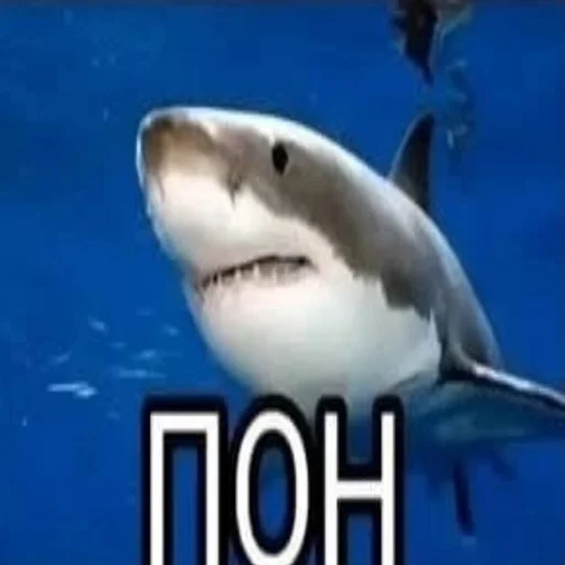 🧐 Стикер «Дмитрий» для Telegram
