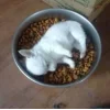🤩 Эмодзи «dog memes» для Telegram