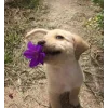 🤩 Эмодзи «dog memes» для Telegram