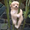 🤩 Эмодзи «dog memes» для Telegram