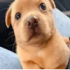 🤩 Эмодзи «dog memes» для Telegram
