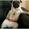 🤩 Эмодзи «dog memes» для Telegram