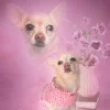 🤩 Эмодзи «dog memes» для Telegram