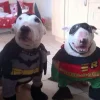 🤩 Эмодзи «dog memes» для Telegram