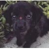 🤩 Эмодзи «dog memes» для Telegram