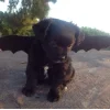 🤩 Эмодзи «dog memes» для Telegram